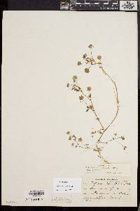 Trifolium variegatum image