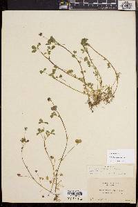 Trifolium variegatum image