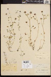 Trifolium variegatum image