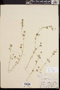 Trifolium variegatum image