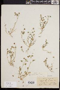 Trifolium variegatum image