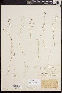 Trifolium variegatum image