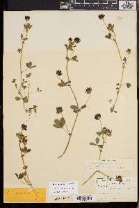 Trifolium variegatum image