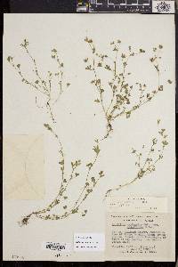 Trifolium variegatum image
