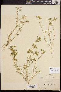 Trifolium variegatum image
