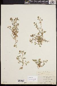 Trifolium variegatum image