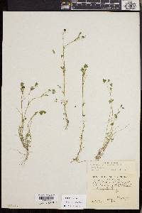 Trifolium variegatum image