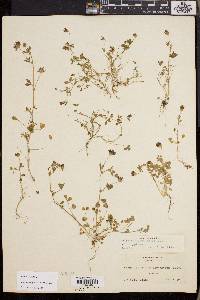 Trifolium variegatum image