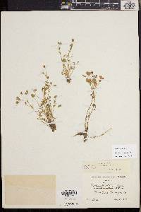 Trifolium variegatum image