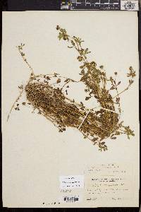 Trifolium variegatum image