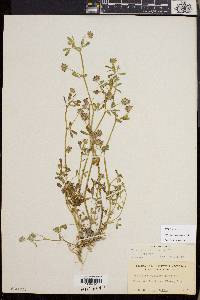 Trifolium variegatum image