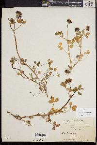 Trifolium variegatum image