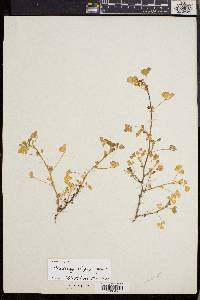 Trifolium variegatum image