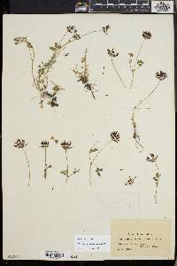 Trifolium variegatum image