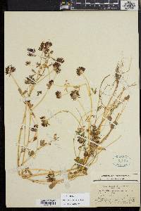 Trifolium variegatum image