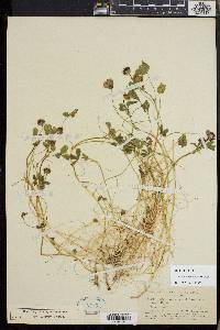 Trifolium variegatum image