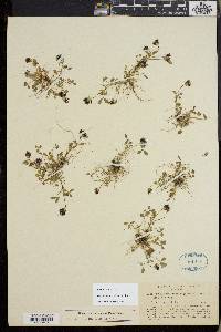 Trifolium variegatum image