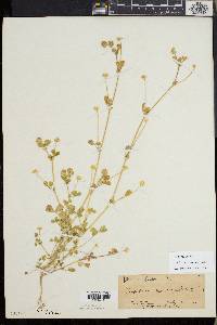 Trifolium microcephalum image