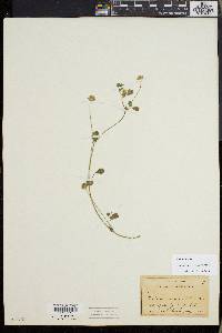 Trifolium microcephalum image