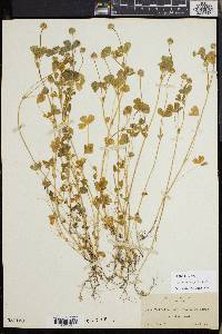 Trifolium microcephalum image