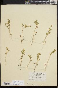 Trifolium microcephalum image