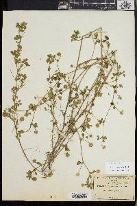Trifolium microcephalum image
