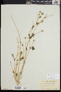 Trifolium microcephalum image