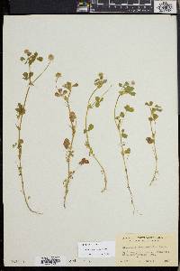 Trifolium microcephalum image