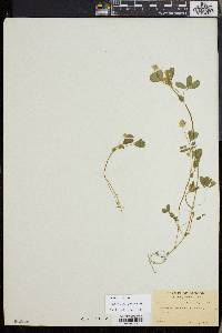 Trifolium microcephalum image