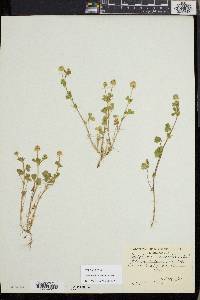Trifolium microcephalum image