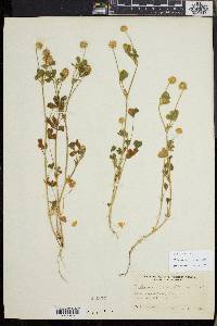 Trifolium microcephalum image