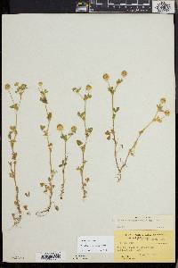 Trifolium microcephalum image