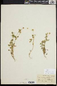 Trifolium microcephalum image