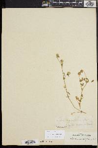 Trifolium microcephalum image