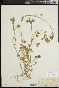 Trifolium microcephalum image
