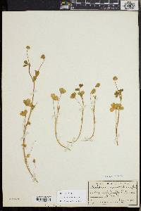 Trifolium fucatum image