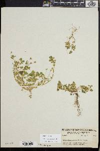 Trifolium microcephalum image