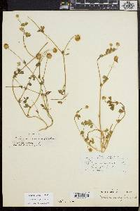 Trifolium microcephalum image