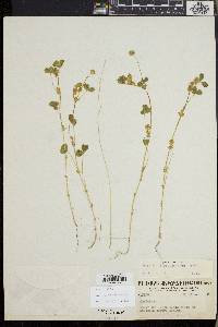 Trifolium microcephalum image