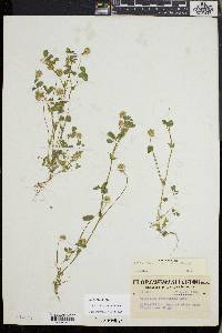 Trifolium microcephalum image