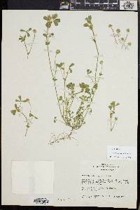 Trifolium microcephalum image
