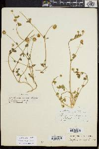 Trifolium microcephalum image
