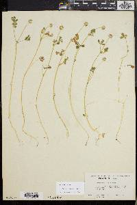 Trifolium microcephalum image