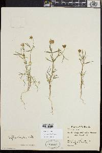 Trifolium willdenovii image