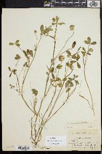 Trifolium cyathiferum image