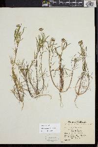 Trifolium willdenovii image