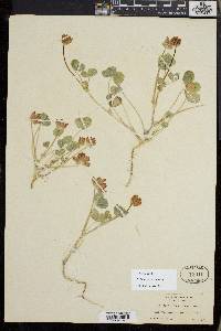 Trifolium fucatum image