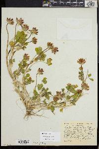 Trifolium fucatum image