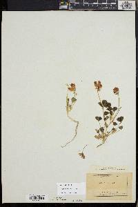 Trifolium fucatum image