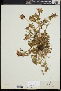 Trifolium fucatum image